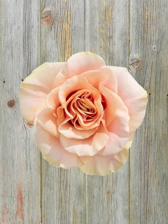 PHOENIX PEACH ROSE